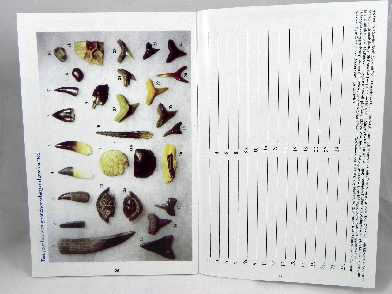 Megalodon Book Guide Shark Tooth Identification w/ Photos of Fossil Teeth tooth