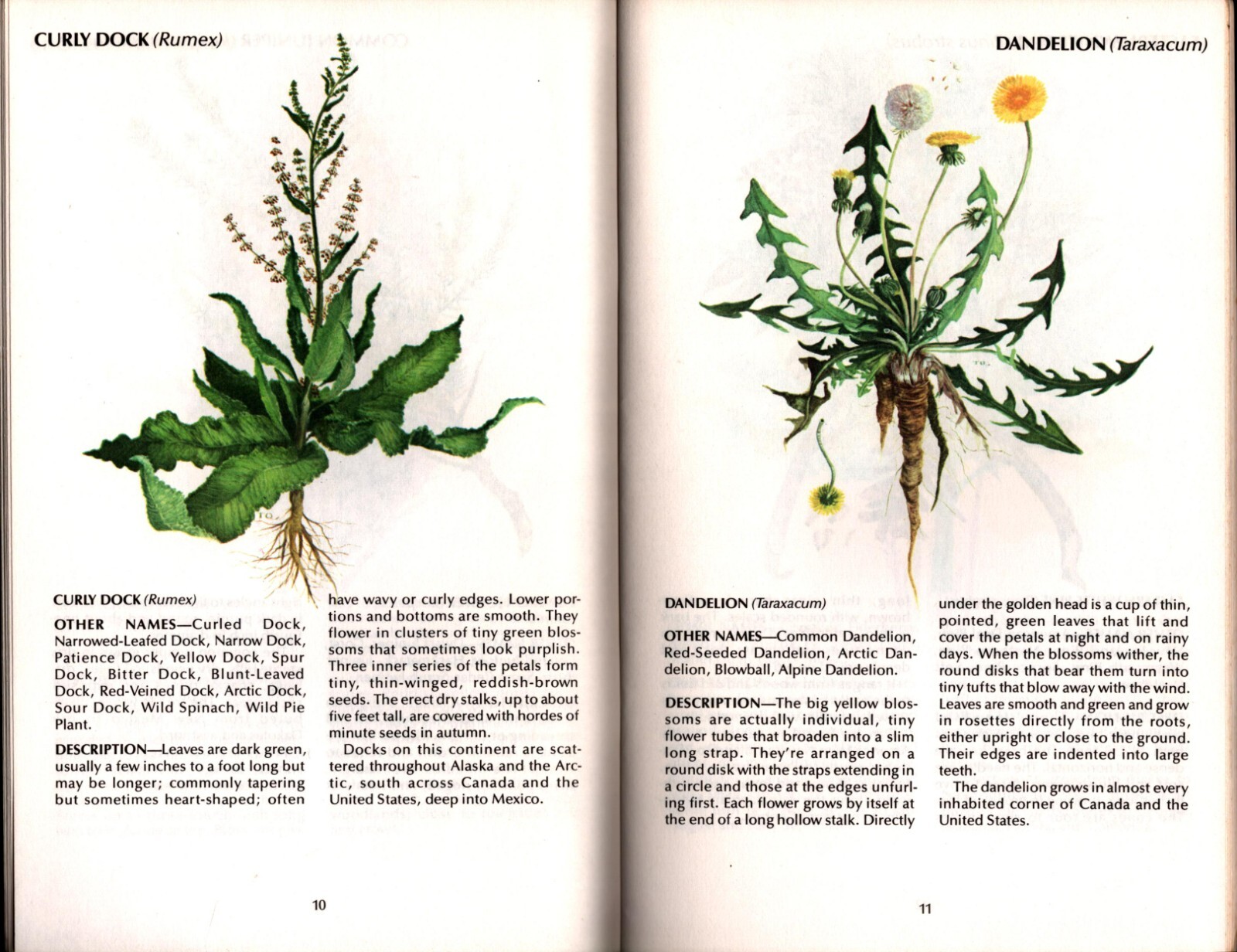Field Guide to Wild Herbs Rodale Press 51 Pages 8″ x 5″