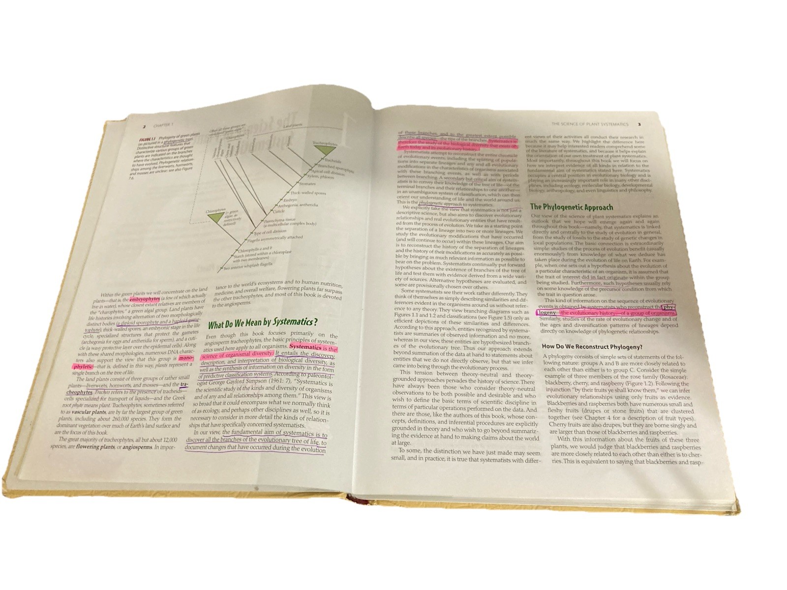 Plant Systematics, 3rd Ed. by Judd et al. (HC 2008) W/CD – ACCEPTABLE