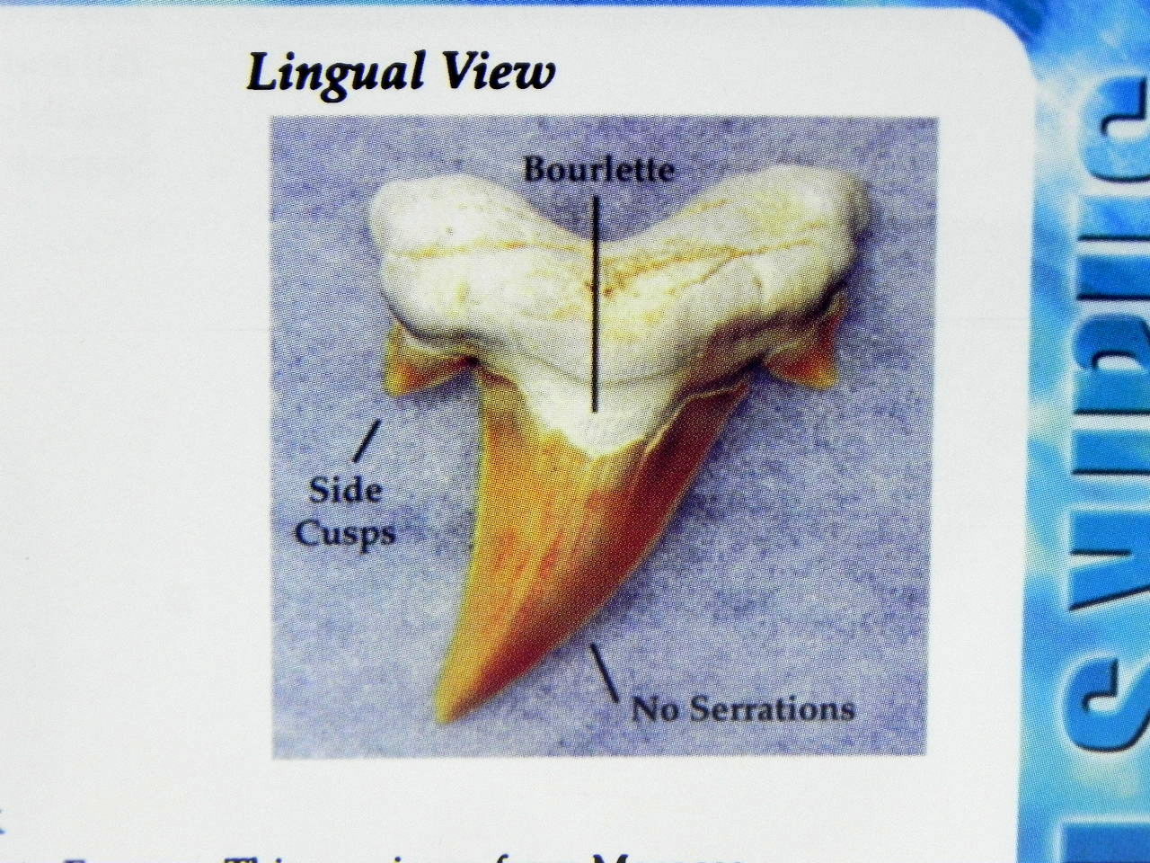 Megalodon Book Guide Shark Tooth Identification w/ Photos of Fossil Teeth tooth